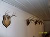 Hunting Trophy Picture